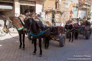 Horses and donkeys of the medina