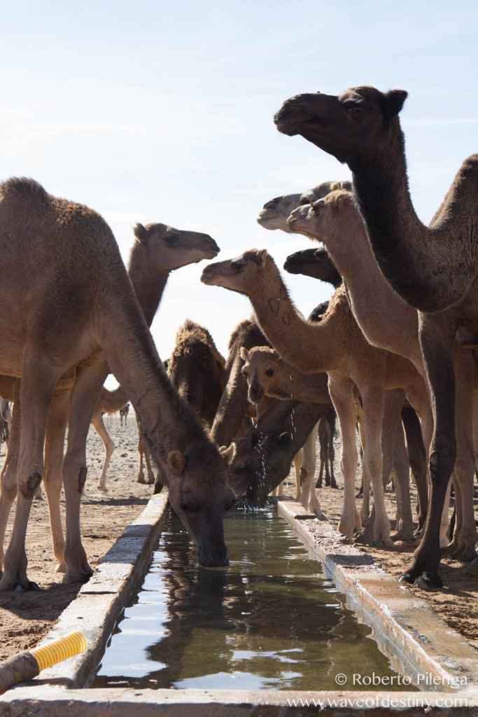Camels Oasis