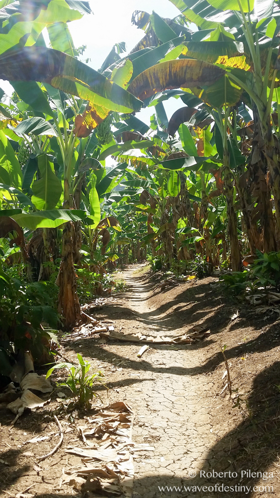 Natural paradise in banana plantation 
